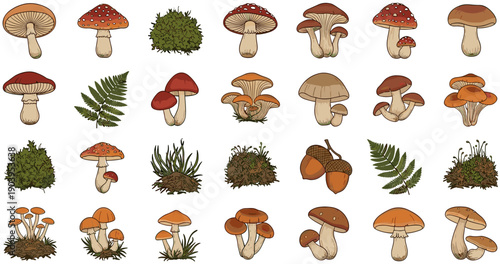 Flat Vector Illustration Set of Various Forest Mushrooms and Toadstools Isolated on White