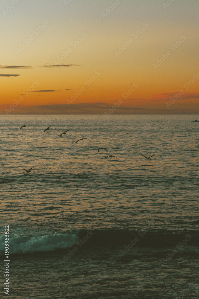 Fototapeta premium Birds at Sunset