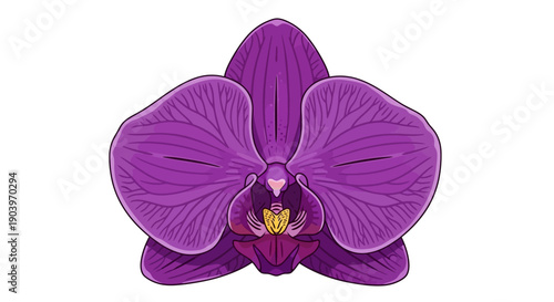 Purple Orchid Flower Closeup.
