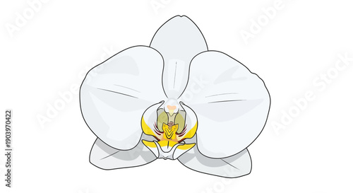 White Orchid Flower Illustration Simple Design.