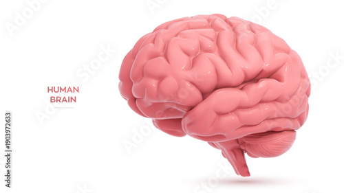 Brain. Realistic human brain isolated on white background. Medical, science, neurology, anatomy, education concept related to neuroscience, thinking, intelligence and cognition. Vector illustration.