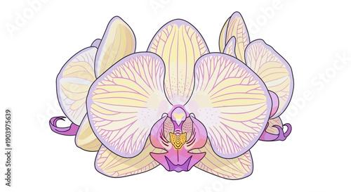 White Orchid Flower Digital Illustration.