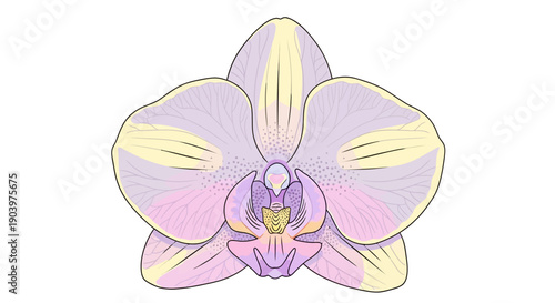 Purple Orchid Flower Illustration.