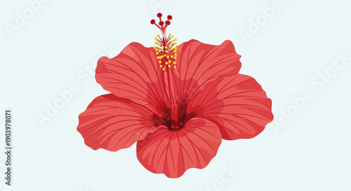 Red Hibiscus Flower with Stamen Details.