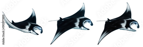 Photos Set of manta rays swimming isolated on white background
