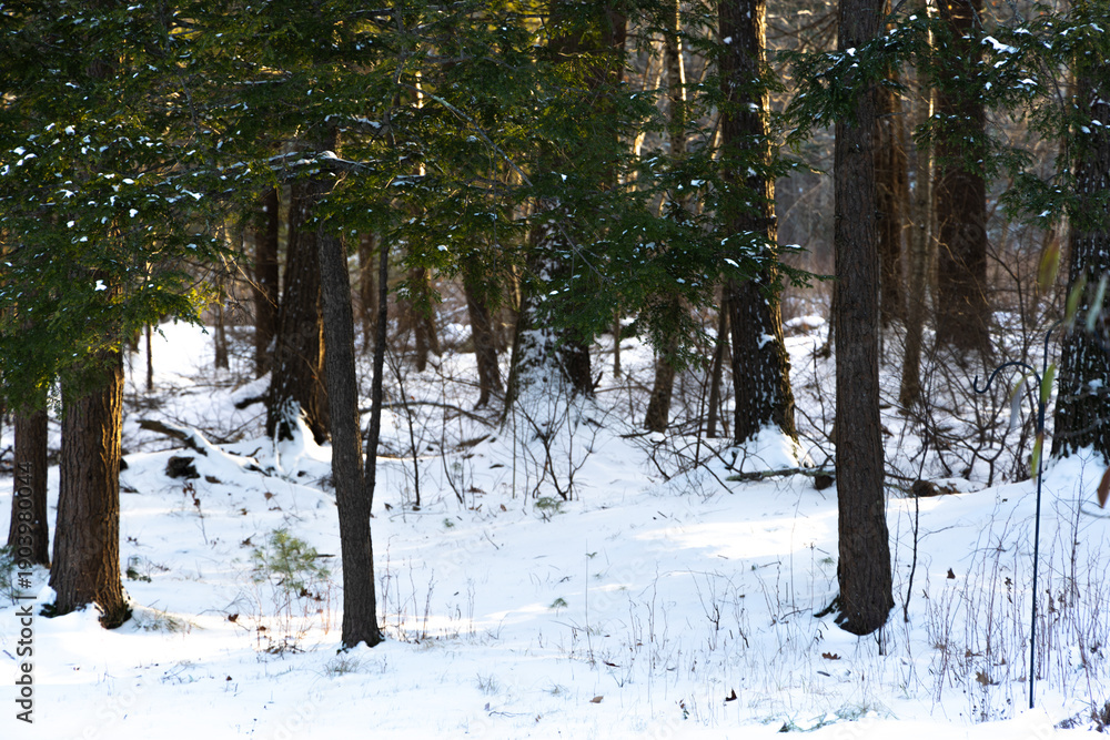 Fototapeta premium New England forest in winter