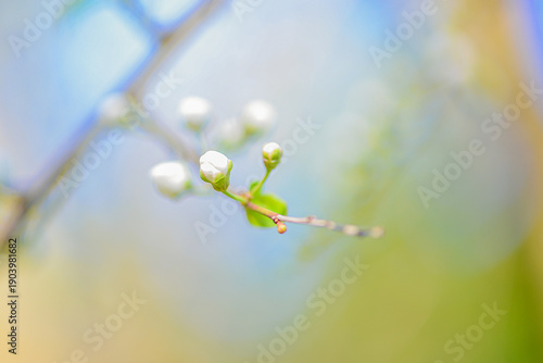 Delicate Blossoms On Branches With Bright Background. Fragile White Buds Caught In Warm Sunlight With Pastel Hues