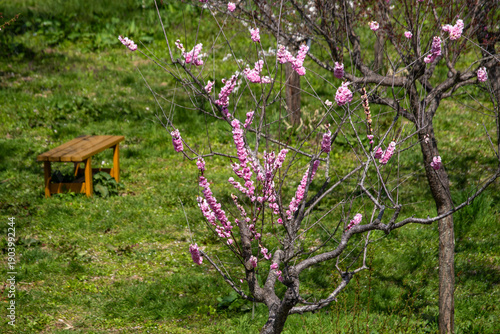 Canvas Print Plum Tree with Pink Blossoms in a Park in Early Spring, Nagai City, Yamagata, Ja
