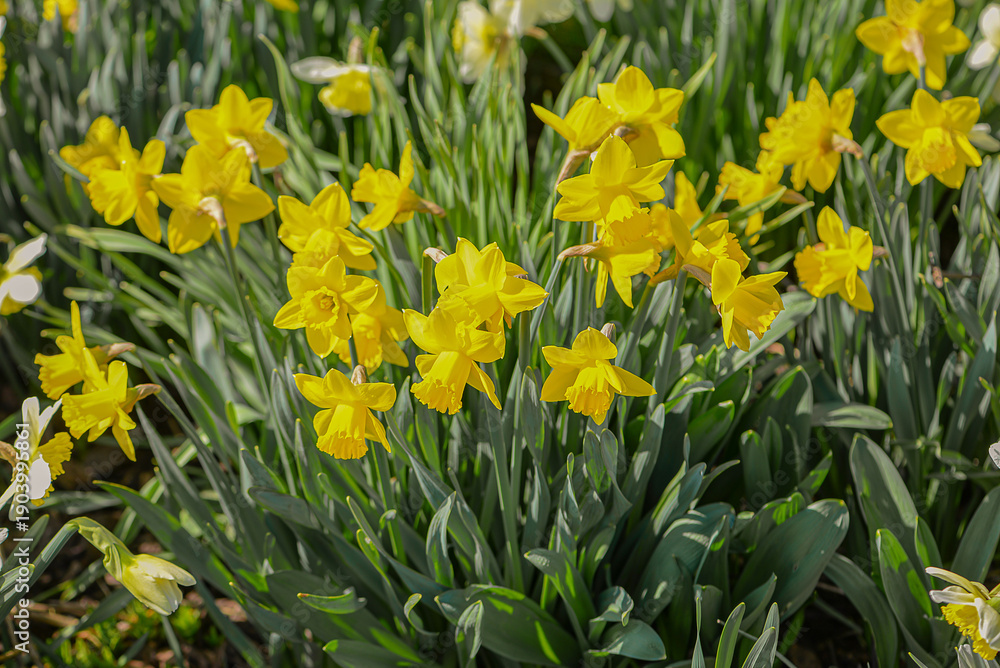 Obraz premium Springtime Blooms Shining Brightly Outdoors. Lively Yellow Flowers Under Radiant Sunshine Create Cheerful Spring Scenery