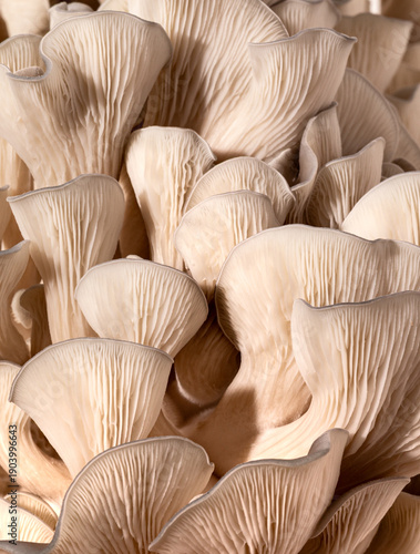 Underside of Oyster Mushrooms