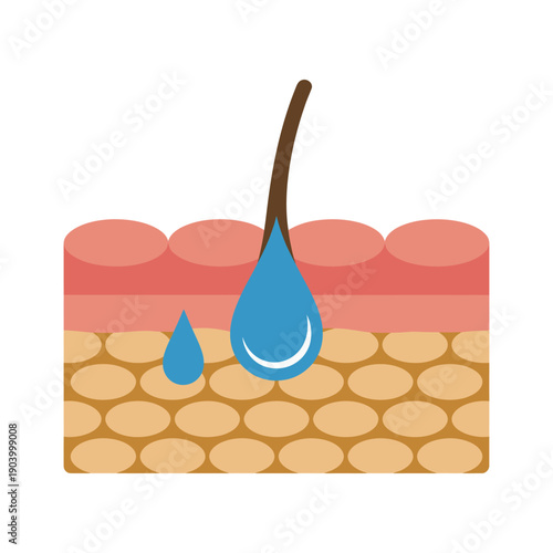 An illustration of skin layers with a hair follicle and water droplets