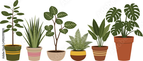 Collection of indoor house plants in ceramic pots, monstera and fern flat vector illustration, isolated home garden greenery decor.