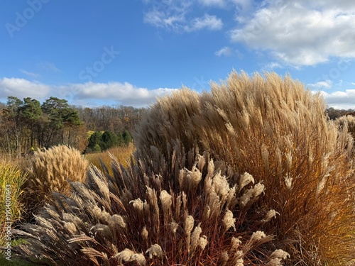 Fotografija Miscanthus sinensis ornamental grass in the park.