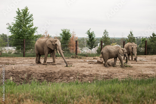 Canvas Print elephants in the zoo