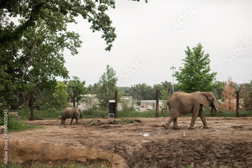 Photography herd of elephants in the savannah