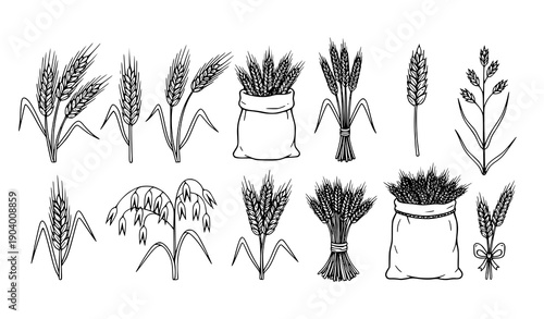 Wheat and Cereal Plants Doodle Set Hand Drawn Barley Rye Grain Outline Vector Collection