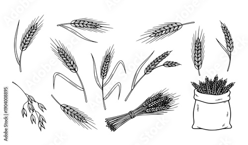 Wheat Ears and Cereal Plants Hand Drawn Doodle Set Grain Outline Vector Clipart