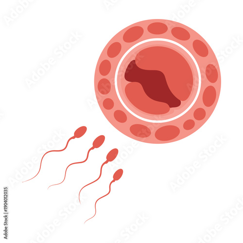 An illustration of a large egg cell with several sperm cells approaching it in a biology or medical context.
