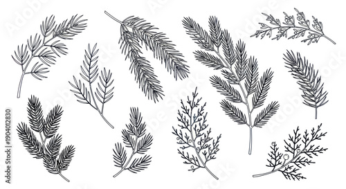 Collection of Hand-Drawn Evergreen Branches and Twigs.