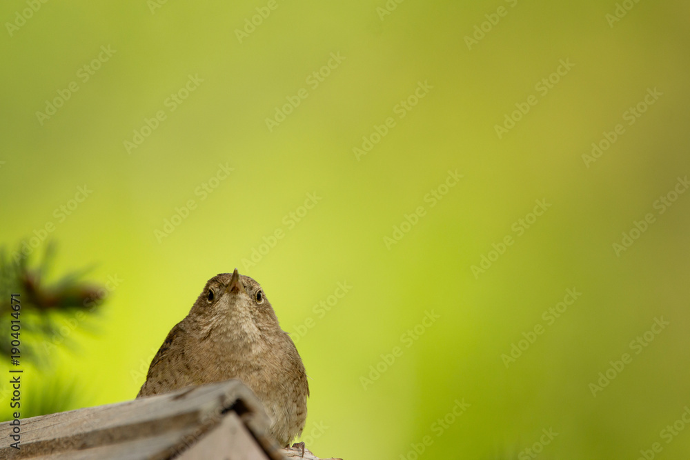Fototapeta premium Cute little male House wren is guarding his nest in the wooden house, he sits resting on the roof in shade of summer green foliage.