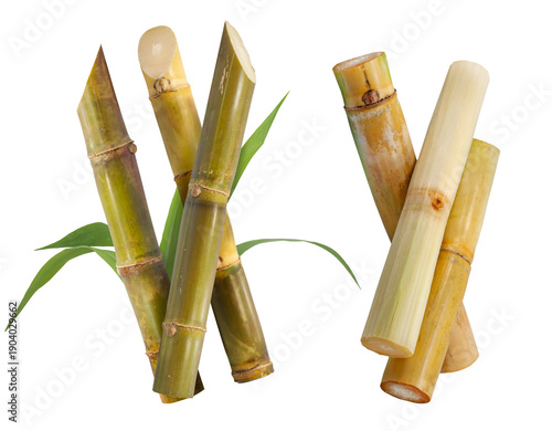 Green Sugarcane Stalks Raw Sugar Cane Harvest