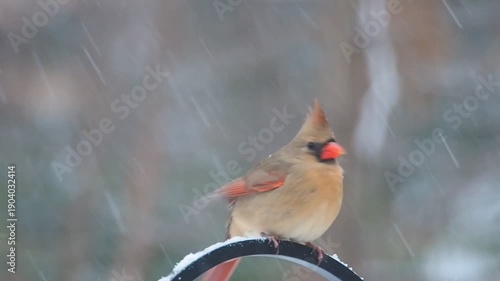 female northern cardinal (Cardinalis cardinalis) under snow showers