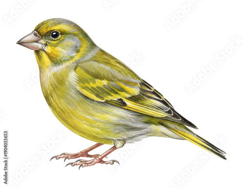 A detailed watercolor illustration of a vibrant green and yellow bird standing calmly in profile on a white background