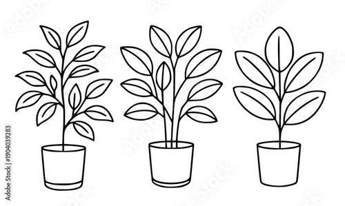 Plant icons, 4 vector illustrations of ficus in pots, in outline design style