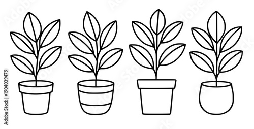 Plant icons, 4 vector illustrations of rubber plants in pots, in outline design style
