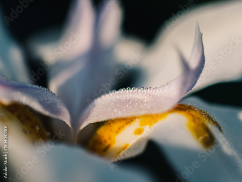 Wallpaper Mural close up of a flower Torontodigital.ca