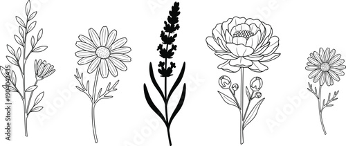 Botanical flower sketch illustration, black and white floral vector, daisy lavender peony drawing, foliage outline art, decorative garden design, cad drawing flat vector illustration