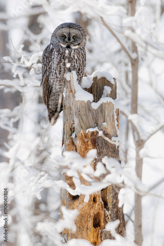 Great gray owl in winter 