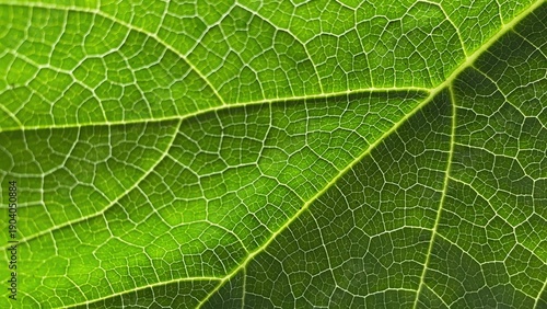 The macro texture of green leaves with detailed leaf veins and natural patterns, showcasing the beauty of organic structure and the freshness of nature.