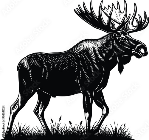 Detailed Black and White Vector Illustration of a Majestic Bull Moose with Large Antlers Standing in Grass Isolated on White Background for Wildlife Nature Graphics