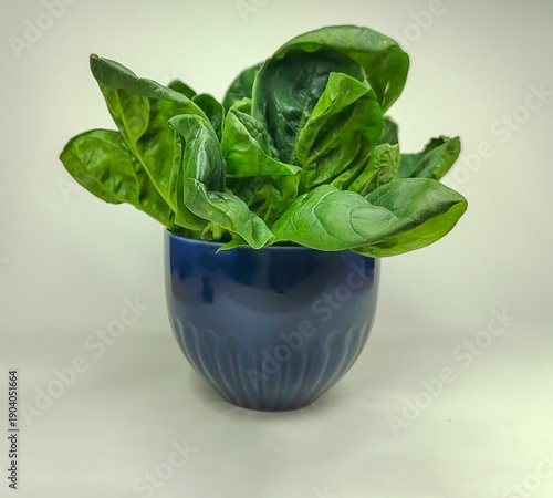 Fresh spinach leaves growing in a ceramic pot on a light background. Healthy food and leafy greens concept suitable for nutrition, organic lifestyle, cooking, vegetarian diet, and food design.