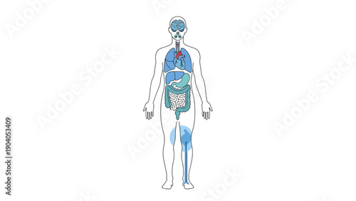 Human Anatomy Diagram: Lungs, Heart, Digestive System, and Leg Veins Highlighted