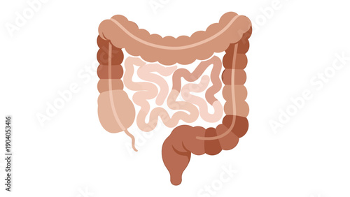 Human Digestive System Anatomy - Intestine Illustration