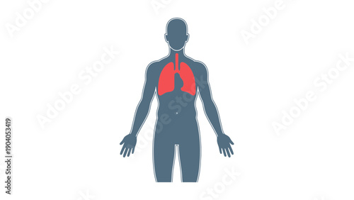 Human Anatomy Illustration: Lungs Highlighted in Red in Silhouette