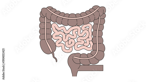 Human Digestive System: Intestines Anatomy Diagram