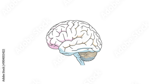 Human Brain Anatomy Illustration