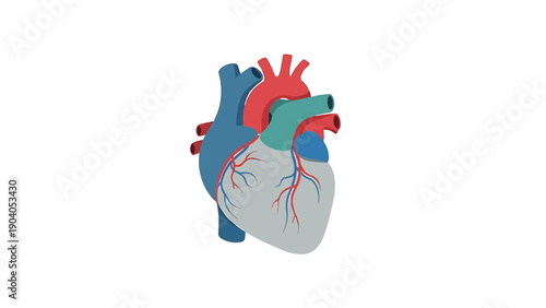 Human Heart Anatomy Illustration - Medical Science and Cardiology Concept