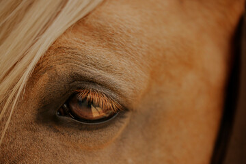 Close-up of a horse's eye with detailed texture
