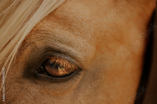 Close-up of a horse's eye with detailed texture