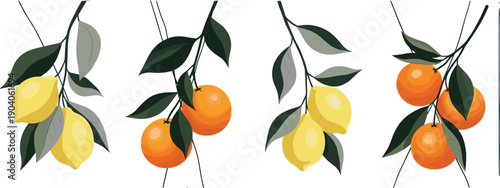 CAD Drawing Flat Vector Illustration of Lemon and Orange Fruit Branches with Green and Gray Leaves, Botanical Comparison, Seasonal Nature Design, Educational Concept Artwork