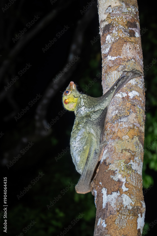 Obraz premium Nocturnal Bornean Colugo (Galeopterus borneanus) commonly called a Colugo or a Sunda Flying Lemur, Kinabatangan River, Sabah, Borneo, Malaysia