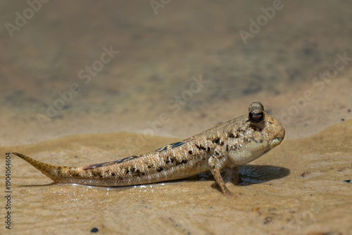 Silverlined Mudskipper (Periophthalmus argentilineatus), Kinabatangan River, Sabah, Borneo, Malaysia