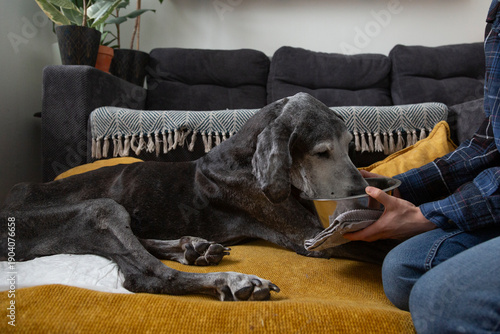 Owner caring for old disabled dog feeding pet