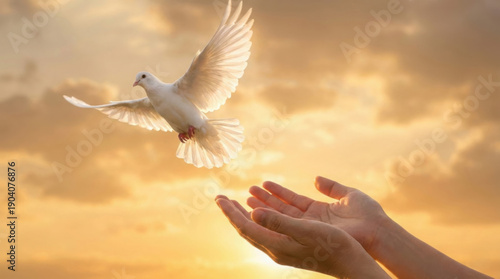White dove flying above open hands at golden hour sunrise with warm bokeh sky, peace or hope concept for banner