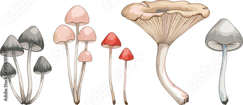 Vector collection of colorful mushrooms isolated on white background, botanical illustration of forest fungus, autumn nature set, wild edible and poisonous species.