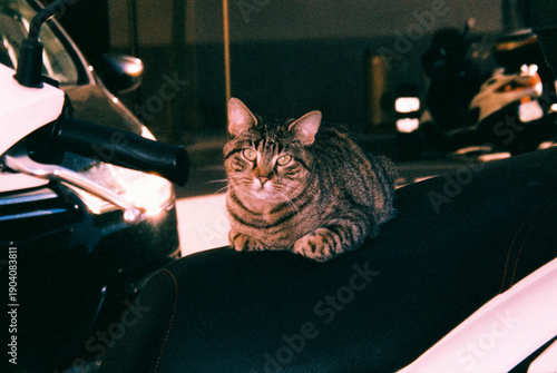 a tabby street cat watches the street from a motorcycle, 35mm film